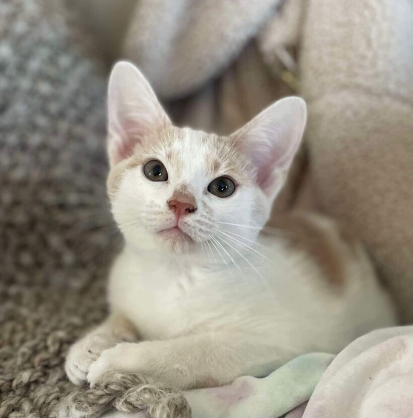 What to Do When You Can’t Adopt