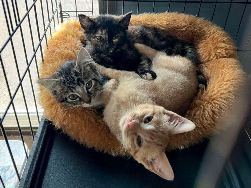 How To Trap-Neuter-Return Feral Cats