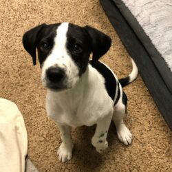 Meet Bo