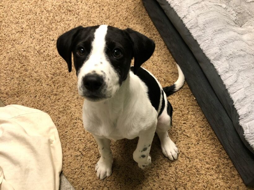 Meet Bo