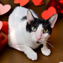 Remember the Forgotten Cats: A Heartfelt Plea